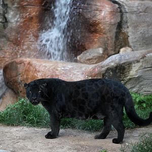 female jaguar Nikita