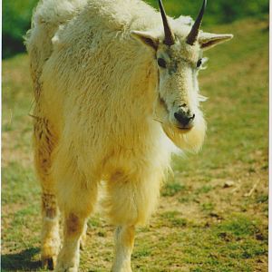 Rocky mountain goat in 2003