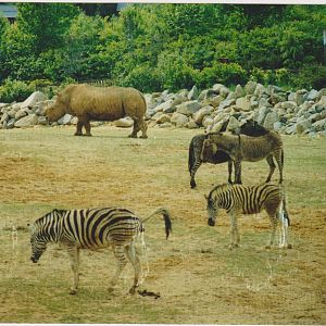 African plains exhibit in 2003