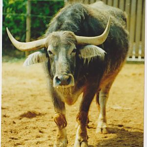 Water buffalo in 2003