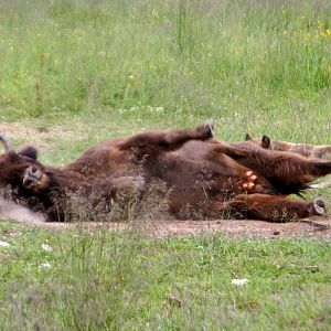 Scratch my back, please