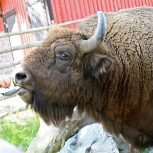 Waiting for an apple