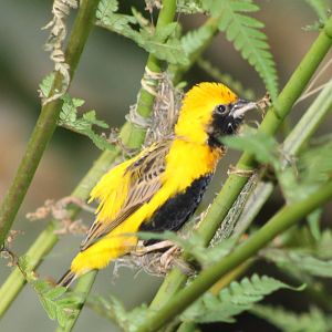 Yellow-crowned bishop male
