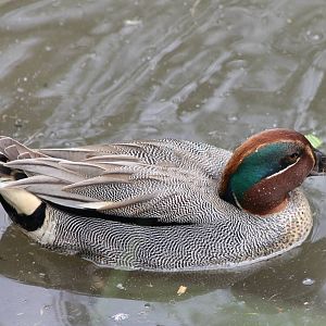 Teal-male