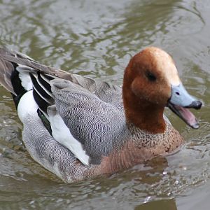 Wigeon-male