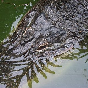Mississippi Alligator 20th May 2013