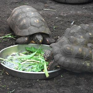 Red-footed Tortoises 20th May 2013