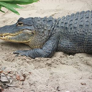 Mississippi Alligator 20th May 2013