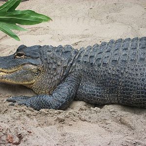 Mississippi Alligator 20th May 2013