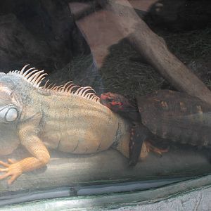 Iguana and tortoise - June 2013
