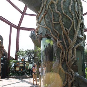 Rainforest walkthrough - June 2013