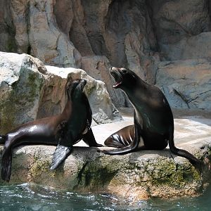 Sealions - June 2013