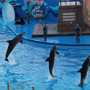 Sea Dreams Show - June 2013