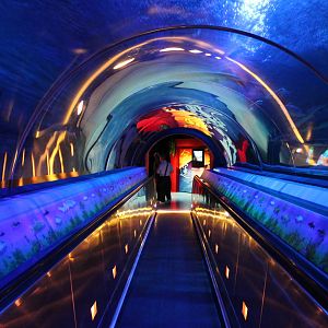 Chinese Sturgeon Aquarium - June 2013