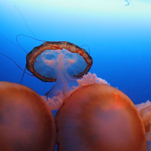 Jellyfish - June 2013