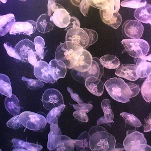 Jellyfish - June 2013