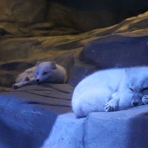 Arctic Foxes - June 2013