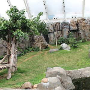 Giant Panda exhibit - June 2013