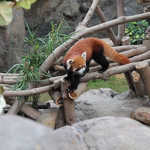 Red Panda - June 2013