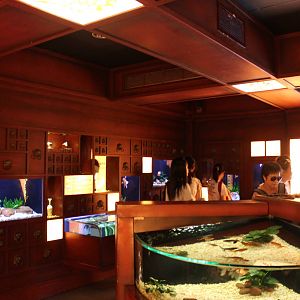 Goldfish House - June 2013