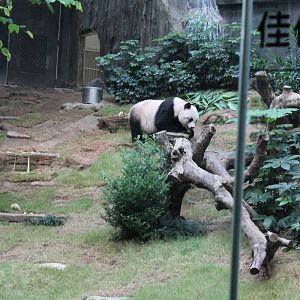 Giant Panda - June 2013
