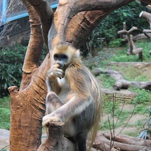 Golden Snub-nosed Monkey - June 2013