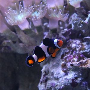 Clownfish - June 2013