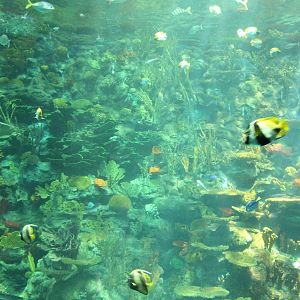 View inside the main tank  - June 2013
