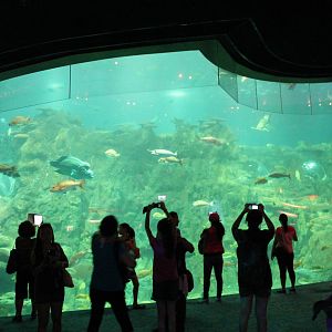 Main tank - June 2013