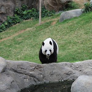 Giant Panda - June 2013