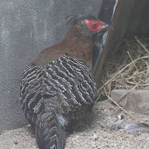 Mountain Bamboo Partridge?