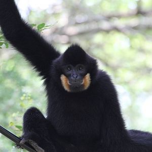 Black Crested Gibbon?
