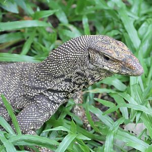 Yellow Tree Monitor?