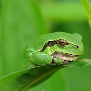 Hyla arborea 27.06.2013