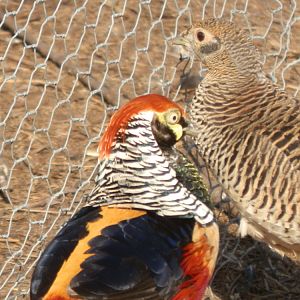 Lady Amherst Pheasants