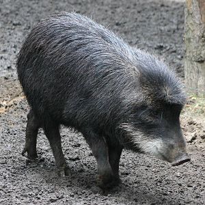 White-lipped peccary