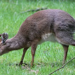 Kirk's dikdik