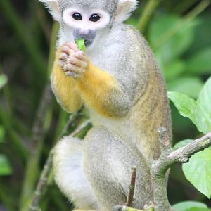 Squirrel monkey