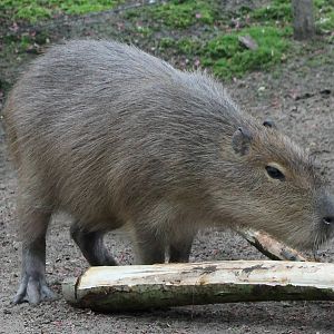 Capybara