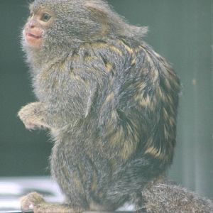Pygmy marmoset