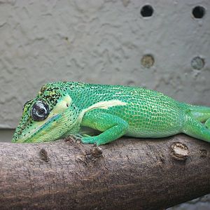Cuban Knight Anole 21st May 2013