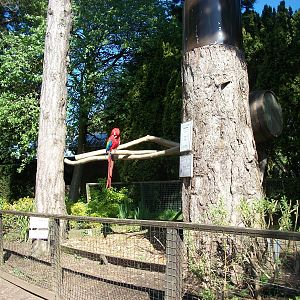 Macaw exhibit 21st May 2013