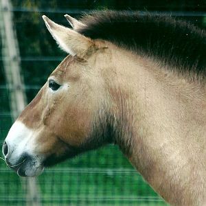 50th Anniversary 18th May 2013