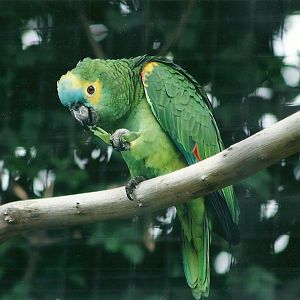 50th Anniversary 18th May 2013