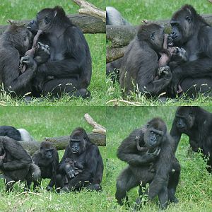 Babysitter Shaila 26-06-2013