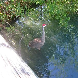 Jun. 2013 - Wetland Trail - Florida Sandhill Crane