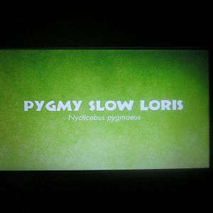 Jun. 2013 - Jungle Trails - New Electronic Loris Sign