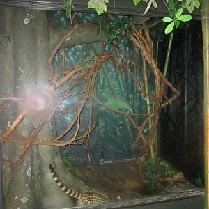 Jun. 2013 - Jungle Trails - Large-spotted Genet Exhibit