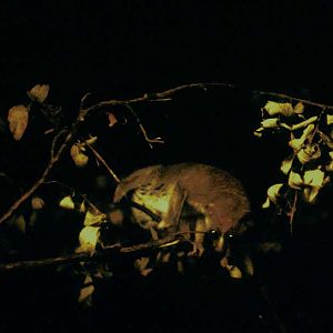 Angwantibo (from 1972)