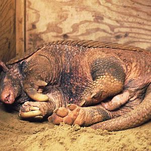 Giant armadillo sleeping (old photo)